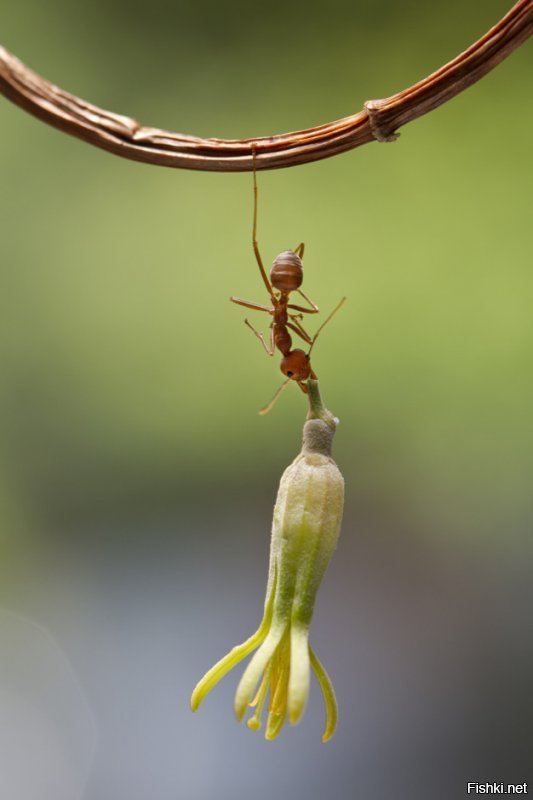 Тот же муравей-акробат "поднимает" бутон. Нафига он это "делает", нужно спросить у автора с клеем. Фтопку.