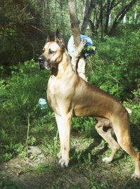 Ебт.. это что за немейкий дог такой? Похож на собак из Резидент Ивел.
У меня только доги и были. Вот так выглядит немецкий дог здорового человека