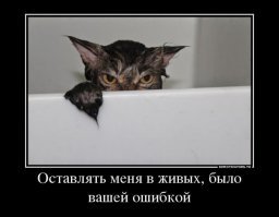 Почему кошки боятся воды?