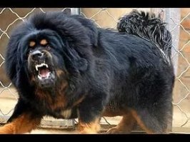 Тибетский мастиф -милый пушистик. Вообще лапочка