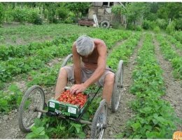 Клубнику уже собрал? Иди бабкам жопы мой селючина рогульская.