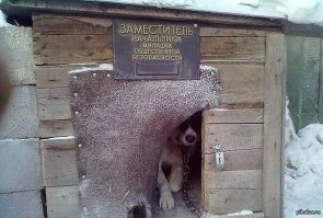 Кот несет службу вместе с полицейскими