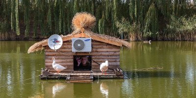 Роскошная собачья будка 