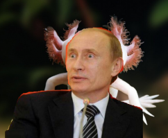 Плешивому тоже отрастите уже мозг!