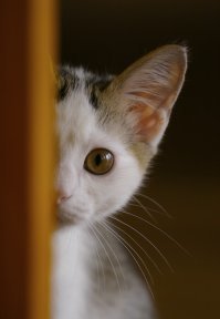 А ещё если прижать уши или выглянуть всего одним глазом, то +100 к невидимости