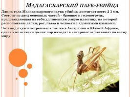 Давно... Когда еще в квартирах жили тараканы и их почти невозможно было вывести (это в конце 90-х, сейчас у нас в городе ПО КАКОЙ ТО ПРИЧИНЕ в квартирах вообще нет тараканов), стояла на кухне советская стиральная машина Волга-7. 
А под ней жил паук. Какой то охотник . Паутину он не плел, сидит там у себя, свет включаешь на кухне: мимо таракан пронесется пытаясь заныкаться. 
Он К-А-А-А-К выскочит, кАААк прыгнет... Доли секунды и таракан обездвижен: он его моментально оплетает по рукам и ногам  и, возможно, впрыскивает чего то. Потом с деловым видом неспеша уволакивает к себе под стиралку :)
Его никто не трогал, а что, полезную работу делает