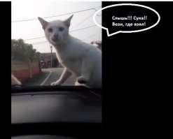Коты пожалели, что решили выяснить отношения на капоте автомобиля