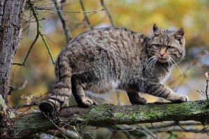 Вот кошка чистая дворняга,  а на деле дикая.