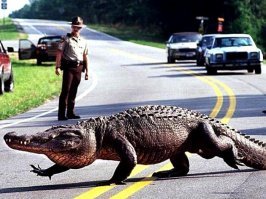 Никогда не было и вот опять? Да их там немерено.