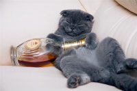 Котейка и Алёнка между прочим живут в одной квартире.