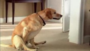 скорее жопу об ковер вытирает)