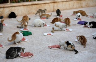 в уничтоженном городе на кошечку по 0,5-1,5 кг мяса?! серьезно?