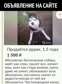 Прикольные и смешные картинки