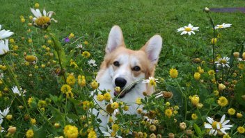 Смех смехом,но за  мимишной внешностью скрывается в отличный сторож. Понятно что отпор не даст но нюх и слух отличные.
