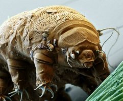 Тихоходки- самые выносливые существа на земле, эта планета принадлежит им;
Температура:
Выдерживают 30-летнее пребывание при температуре  20  C[2], в течение 20 месяцев в жидком кислороде при  193  C, восьмичасовое охлаждение жидким гелием до  271  С; нагрев до 60 65  С в течение 10 ч и до 100  С в течение часа
Ионизирующее излучение:
Доза в 570 000 бэр убивает примерно 50 % облучаемых тихоходок. Для человека смертельная доза радиации составляет всего 500 бэр.
Атмосфера:
Довольно долго могут находиться в атмосфере сероводорода, углекислого газа.
Давление:
В эксперименте японских биофизиков «спящих» тихоходок помещали в герметичный пластиковый контейнер и погружали его в заполненную водой камеру высокого давления, постепенно доведя его до 600 МПа (около 6000 атмосфер). При этом неважно, какой жидкостью был заполнен контейнер: водой или нетоксичным слабым растворителем перфторуглеродом C8F18   результаты по выживаемости совпадали.