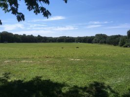 Отвечаю на вопрос насчет футбола... У меня ровная лужайка соток 5, и еще пара соток травы пониже уровнем, остальное в основном лес. Так что для полноценного футбола места не хватит. Трамплин себе поставил, тарелку можно покидать, дрон запустить, но не футбол. Зато в моем городке (5 тыс. населения) два набора футбольных полей, по нескольку в каждом из них. Кто хочет может играть, никаких ограничений (можно зарезервировать заранее чтобы быть уверенным, например для турнира, но в реальности всегда есть свободные поля). Так что никаких проблем для игры в футбол (обычный, не американский). Хорошая трава, плоская поверхность, разметка, ворота. Все для желающих! На фото - именно поля из моего городка. Содержатся за счет моих налогов (как и школы, как и солидная библиотека). Раз в год жители решают - что городку надо (т.е. на что надо увеличить налог, все цифры известны, например: библиотеке нужен ремонт, средняя семья должна будет увеличить налог в следующем году на $15, школе нужна новая ставка учителя, рост налога - $30), а что нет, всеобщим голосованием жителей.

А насчет того что я плачу за Ваши изделия - великолепно, это и есть капитализм в самом чистом виде: одни стараются сделать нужную вещь и на этом заработать, другие ее покупают (только если она качественная, конечно!), система работает - в отличие от социализма, где расчет был на сознательность... Именно об этом я и писал все время. И это куда важнее чем страна проживания. Может, и до Вас дойдет - именно капитализм даже Вам и Вашей семье приносит благосостояние, пропорциональное Вашим талантам и работоспособности (а не знакомствам, не членству в партии и не показной идеологической "правильности"). Делаешь дело - живешь нормально, даже если нет никаких знакомств и т.п.