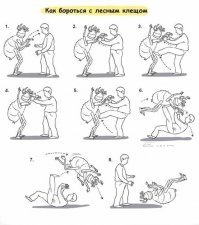 Российские ученые нашли лекарство от клещевого энцефалита