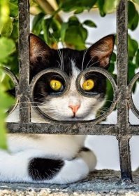 Намешалось