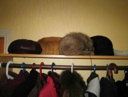 Тут их даже, возможно, три.)