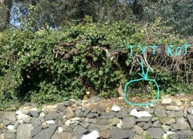 Кота найти не так уж просто