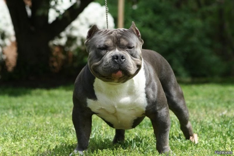 вот этот поросенок это не питбуль, а американский булли, селекционеры сделали из пита, то что когда-то сделали из английского бульдога, хотя сначала из английского бульдога появился питбуль путем скрещивания анг.бульдога и анг.бультерьера, а потом каждого по отдельности селекционировали еще раз, бультерьеру повезло больше чем бульдогу. фото для наглядности(было/стало): бульдог, бультерьер, питбуль, ам.булли