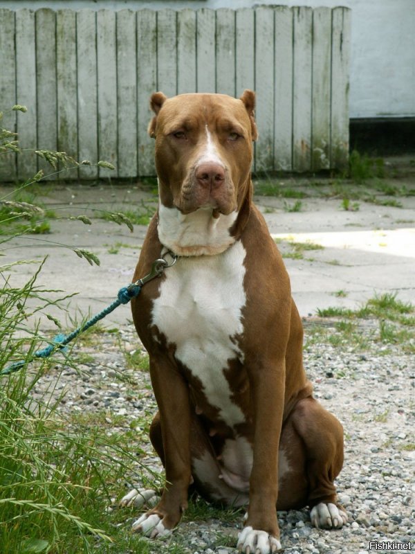 вот этот поросенок это не питбуль, а американский булли, селекционеры сделали из пита, то что когда-то сделали из английского бульдога, хотя сначала из английского бульдога появился питбуль путем скрещивания анг.бульдога и анг.бультерьера, а потом каждого по отдельности селекционировали еще раз, бультерьеру повезло больше чем бульдогу. фото для наглядности(было/стало): бульдог, бультерьер, питбуль, ам.булли