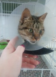 В Центре реабилитации животных выхаживают кота, которого 7 августа привез дальнобойщик Александр Ермолаев. Сам он из Саратова, ехал из Ростова-на-Дону в Екатеринбург, а котика нашел на трассе в Башкирии.

  На трассе неподалеку от села Языково есть пологий поворот, когда проезжал его, краем глаза увидел, как что-то мокрое и пушистое сползало на обочину, в тот день шел дождь,   рассказал  Александр.   У меня сердце облилось кровью, нашел ближайший перекресток, развернулся, остановился, побежал этого котенка поднимать. Я не знал, живой он или неживой. Лежал с закрытыми глазами. Я подошел, начал его гладить, он глаза открыл   и у него слезы потекли.

У котика оказалась сильно травмирована задняя лапа, вероятно, перед этим его сбила машина. Александр перенес животное в кабину, положил на коврик у пассажирского сиденья и позвонил жене: надо было искать ветеринарную клинику. Ближайшую нашли в селе Языково.

  У них там не было никакого оборудования, они предложили кота сразу усыпить. Естественно, я не согласился, самое главное   он в сознании, кровотечений особых не было, ну понятно, что нога болталась, полностью вся перебитая. Два перелома, шкура содрана, мышцы видно было. И чисто случайно мы с женой по гугл-картам нашли Центр реабилитации животных в Екатеринбурге, я с ними созвонился, сказали   если выживет, привозите, будем думать, что делать.

В тот момент дальнобойщик находился в 800 километрах от Екатеринбурга. Он купил еще один шприц с обезболивающим у ветврача (ставил его ночью, когда машина подскакивала на кочках и кот кричал), посадил кота в коробку и поехал без остановок 17 часов. Утром был в Екатеринбурге.

В центре его сразу отправили на рентген, где выяснилось, что перелом не открытый, а закрытый, лапа вся опухшая. Мы обменялись номерами, и я поехал дальше,   говорит Александр.

В Центре реабилитации животных котика назвали Липтоном. Руководитель центра Елизавета Скорынина рассказала , что ветврачи неделю боролись за его лапку, но, к сожалению, ее пришлось ампутировать. Зато после этого Липтон ожил и носится по комнатам, как и положено коту-подростку.

  Он начал активно есть, прыгать. Видимо, шибко ему было тяжело, пока мы неделю пытались спасти лапу. К жизни без задней лапы он приспособится и будет носиться, играть, они нормально ходят и на трех. Все заживет, швы снимем, кастрируем. Неимоверный везунчик этот кот,   говорит Елизавета Скорынина.