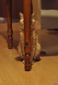 18 снимков замаскировавшихся домашних животных, которых сложно найти и легко потерять