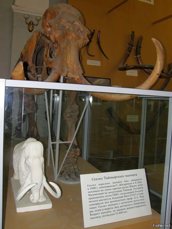 Ошибочная реконструкция скелета таймырского мамонта и 
верная модель.
На №19 скорее верная версия бивней