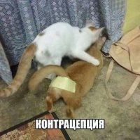 Что делают 17-летние мамаши с пятью детьми?