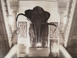 Приложено фото правильной реконструкции и сравнение старого, неправильного, представления о мамонтах, и современного.
К сожалению, до сих пор во многих музеях неправильные реконструкции...третья иллюстрация - из 19 века.
Источник (почитайте, не пожалеете):