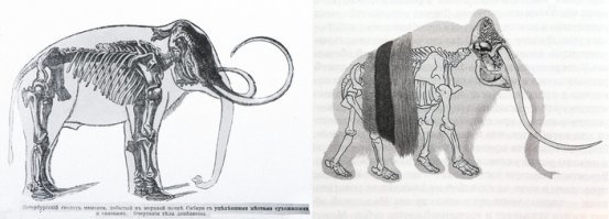 Приложено фото правильной реконструкции и сравнение старого, неправильного, представления о мамонтах, и современного.
К сожалению, до сих пор во многих музеях неправильные реконструкции...третья иллюстрация - из 19 века.
Источник (почитайте, не пожалеете):