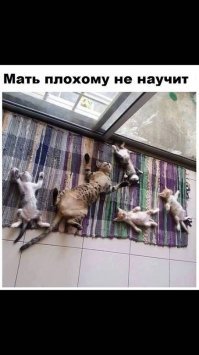 Устал и прилёг: щенок, который умеет "отрубаться" по-настоящему