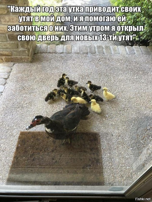 эта уточка одичалая,возможно ушла от злых хозяев но инстинкт говорит при рождении прийти к людям.просто у нас в деревне была курочка,батя в лесу нашел,так скажем не обычная курочка ярко серая я звал ее пеструшка ела зернышка с рук и давала себя погладить,но бродячий инстинкт сначала она просто гуляла ,(когда я уехал домой с коникул) прибилась к цыганским курам ,потом и вовсе опять в лес убежала.
