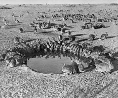 В 1938 году Австралия была страной не кенгуру, но кроликов