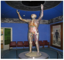 Зал «Стеклянный человек». Медицинский музей. Ташкент.

Электрифицированная модель «Стеклянный человек» изготовлена в Дрезденском Гигиеническом музее (Германия) и функционирует с 1973 года. Всего таких моделей было изготовлено 4 и одна из них в Узбекистане.

Через стеклянный футляр экспоната, имитирующий организм мужчины в полный рост, поочередно освещаются внутренние органы, образующие ряд систем – нервную, сердечнососудистую, дыхания, пищеварения и другие органы и системы. Данная модель – убедительное доказательство того, каким совершенным создала природа человеческий организм.