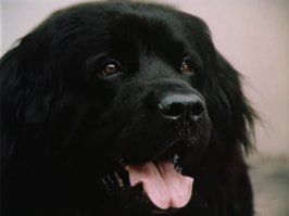 -Сука!
-Я кобель....
Плачу, душевный фильм..... и собаку в конце жалко!