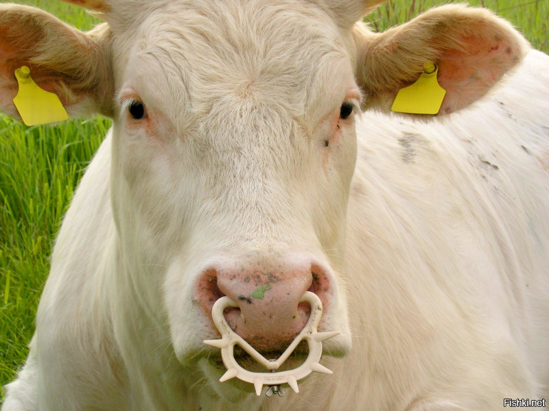 Клипсы ставят и некоторым коровам, которые непрочь приложиться к вымени своих подружек по стаду.