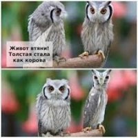 Совы - длинноножки