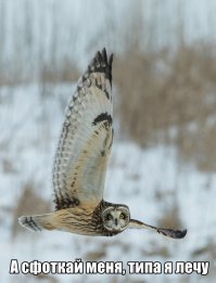 Совы - длинноножки