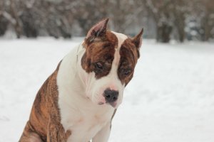 Смотрел один раз, в раннем юношестве. Не хочу пересматривать, помню что плохой собачий конец. А я собачник.