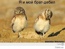 Совы - длинноножки