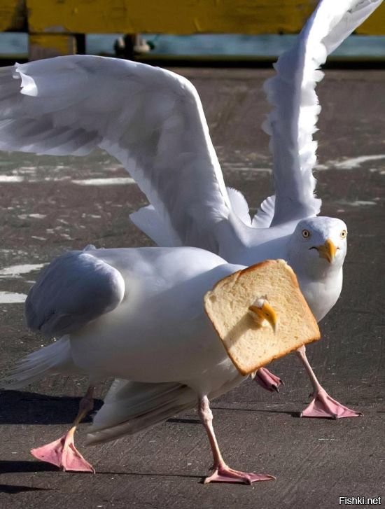 Восстание пернатых: 30 фото птиц, которые всей душой ненавидят людей