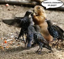 Восстание пернатых: 30 фото птиц, которые всей душой ненавидят людей