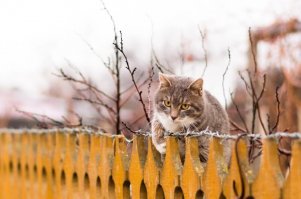 Вот за Котэ я переживал, как бы яй_ца на колючке свои не оставил.
Надеюсь все с ним хорошо.