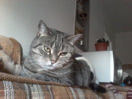 Мои старшенькие,серой девочке 9 лет,а белому старому мальчику 15.