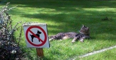 Как выглядит игра в "царя горы" между собаками и кошками