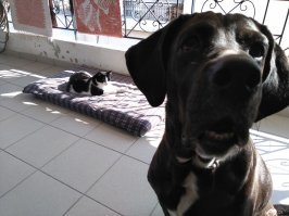 - Это мой матрасик!