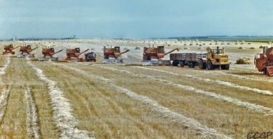 Комбайны идут с "подборщиками" идут, если стоит сушь пыль до неба стоит.