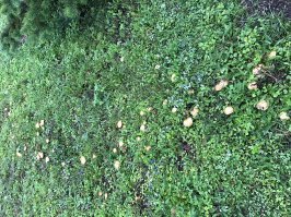 17 августа на дачном участке под москвой... маслята...